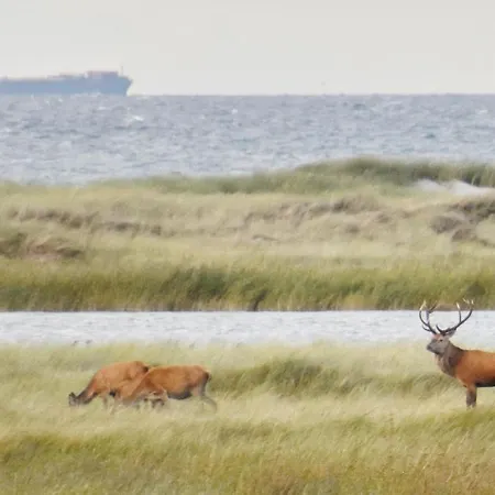 Fewo-kramm Ostseebad Dierhagen